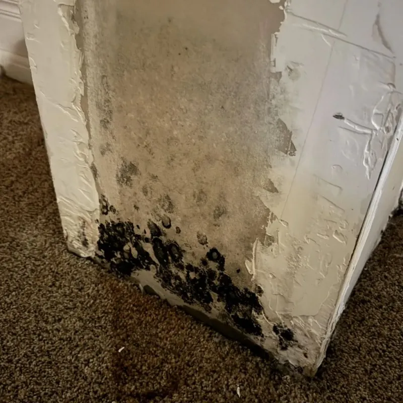 Professional Mold Removal in Gravel Ridge, AR